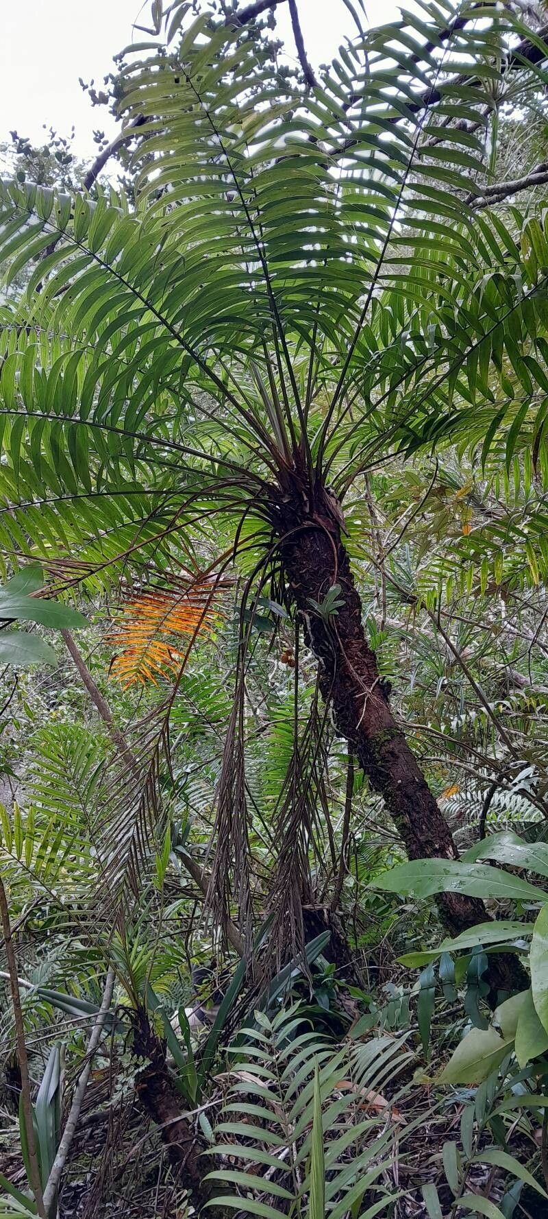 Ravenea cycadifolia habit