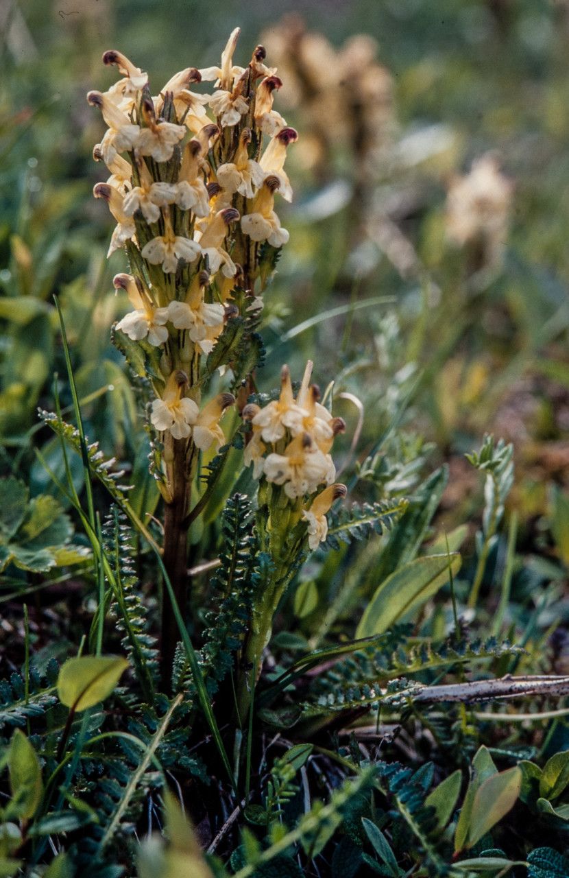 Pedicularis oederi habit