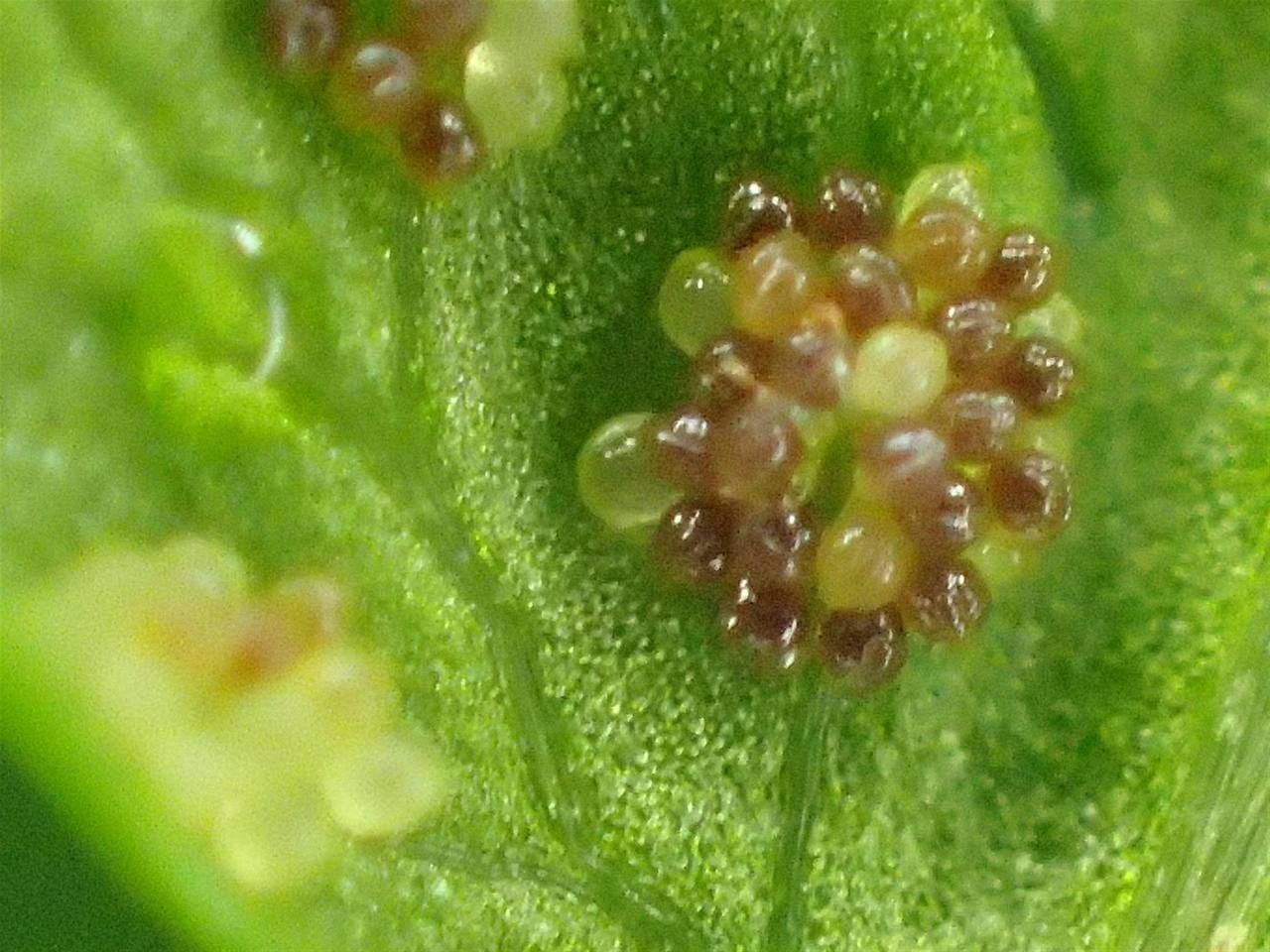 Athyrium alpestre fruit