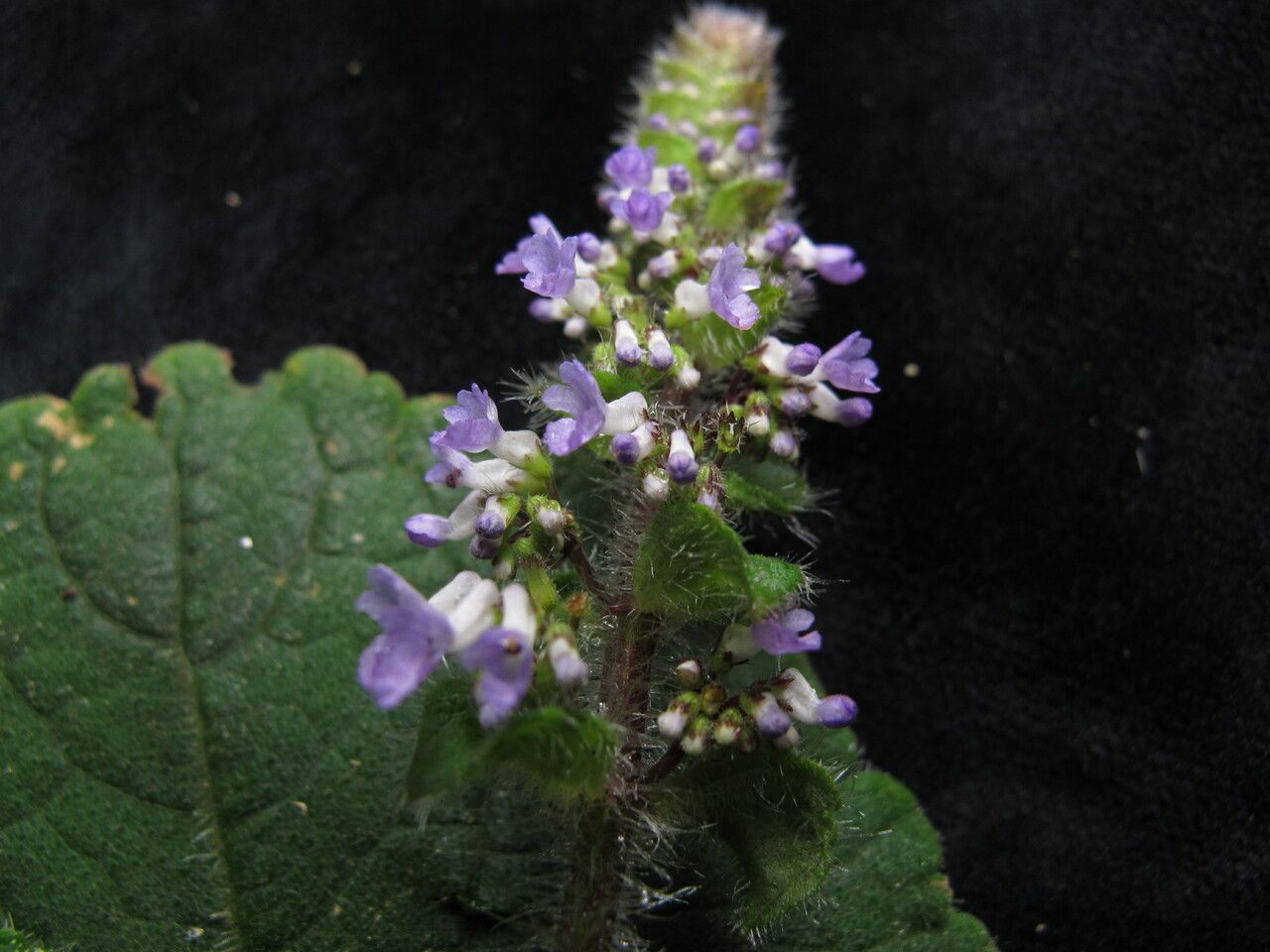 Isodon repens — houseplant care guide