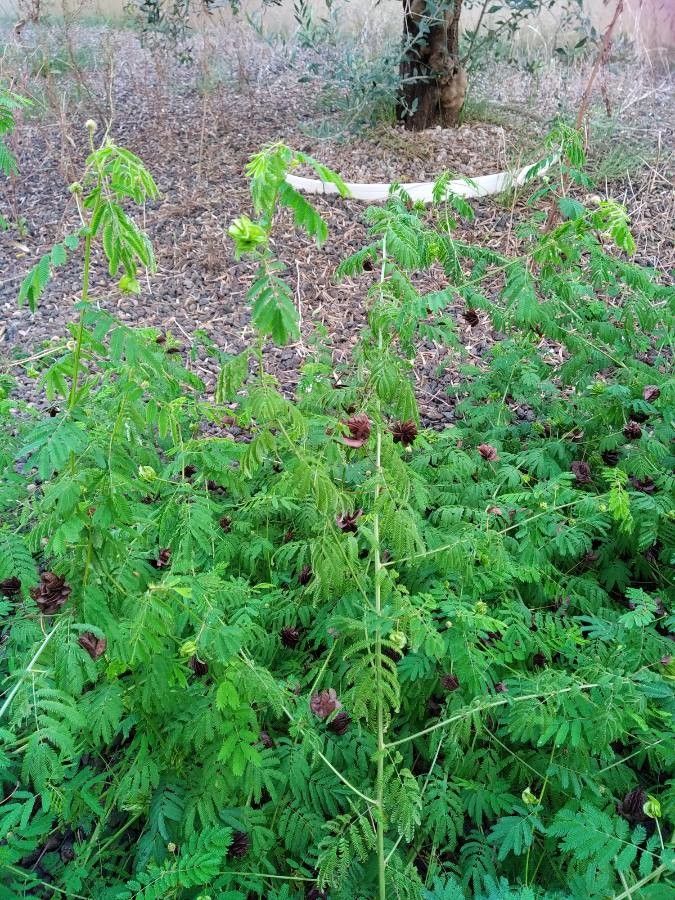 Desmanthus illinoensis fruit