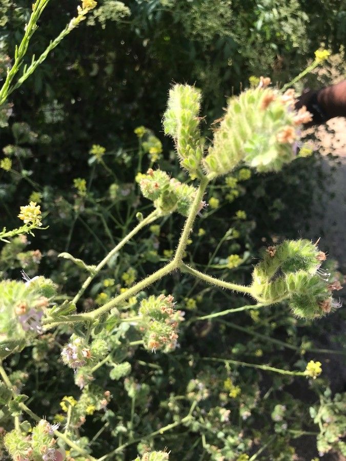 Phacelia ramosissima other