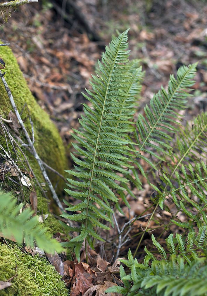 Polystichum californicum — search result for 'Polystichum'