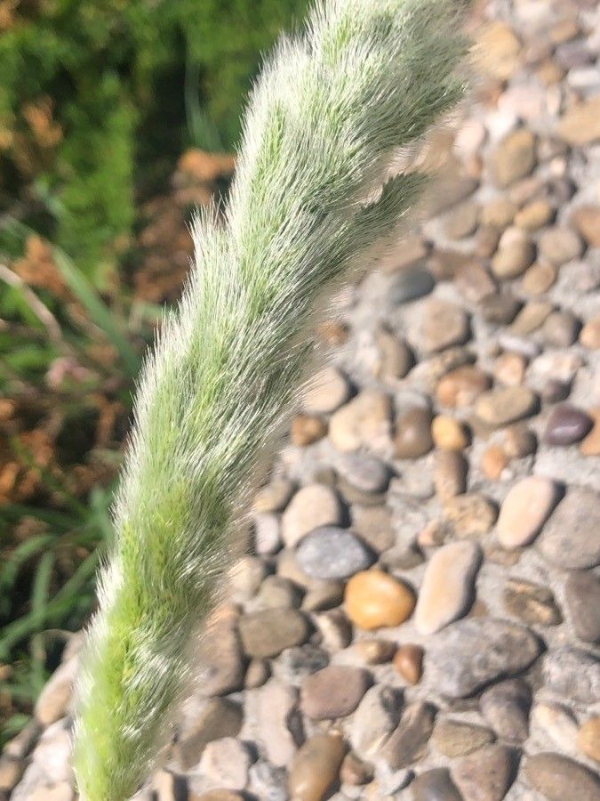 Polypogon monspeliensis fruit