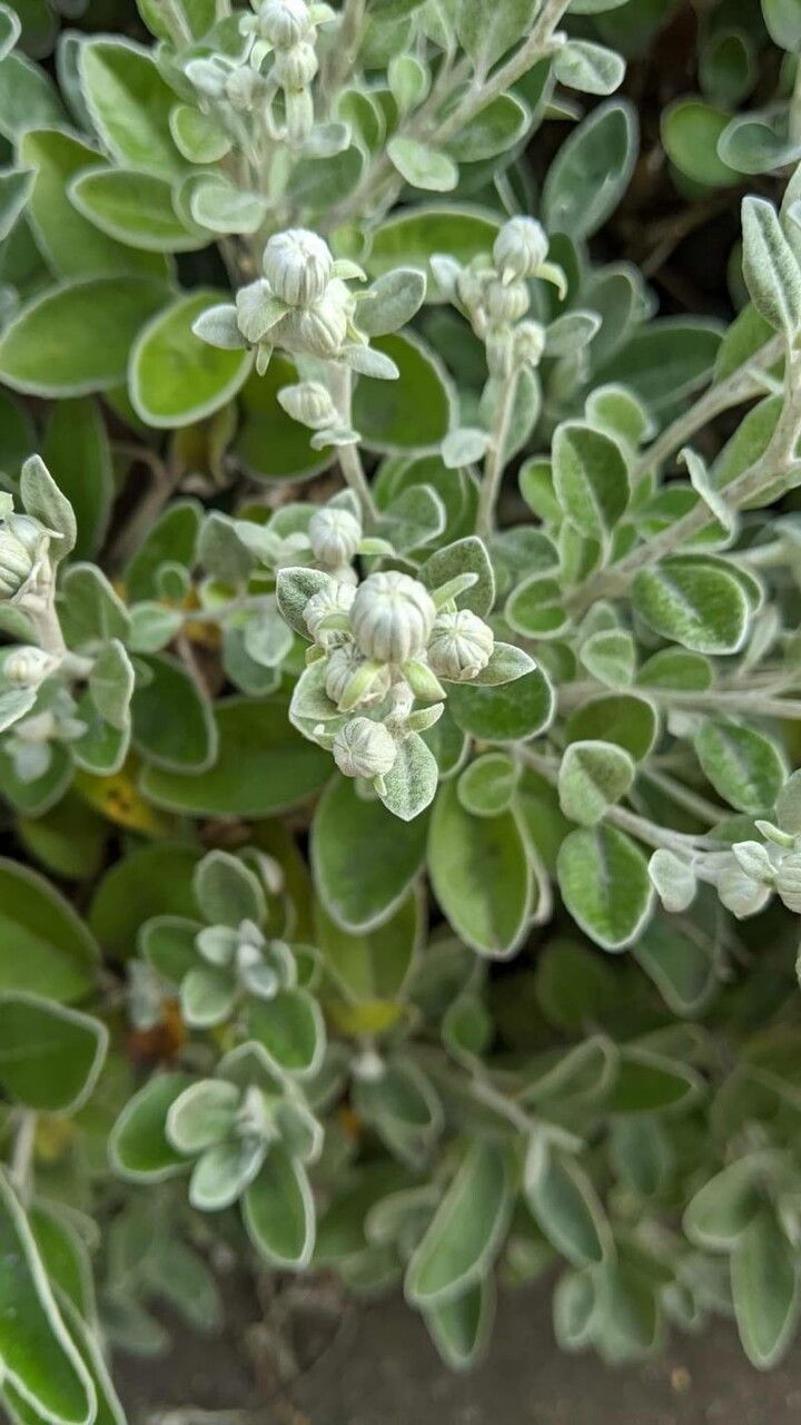 Brachyglottis greyi fruit