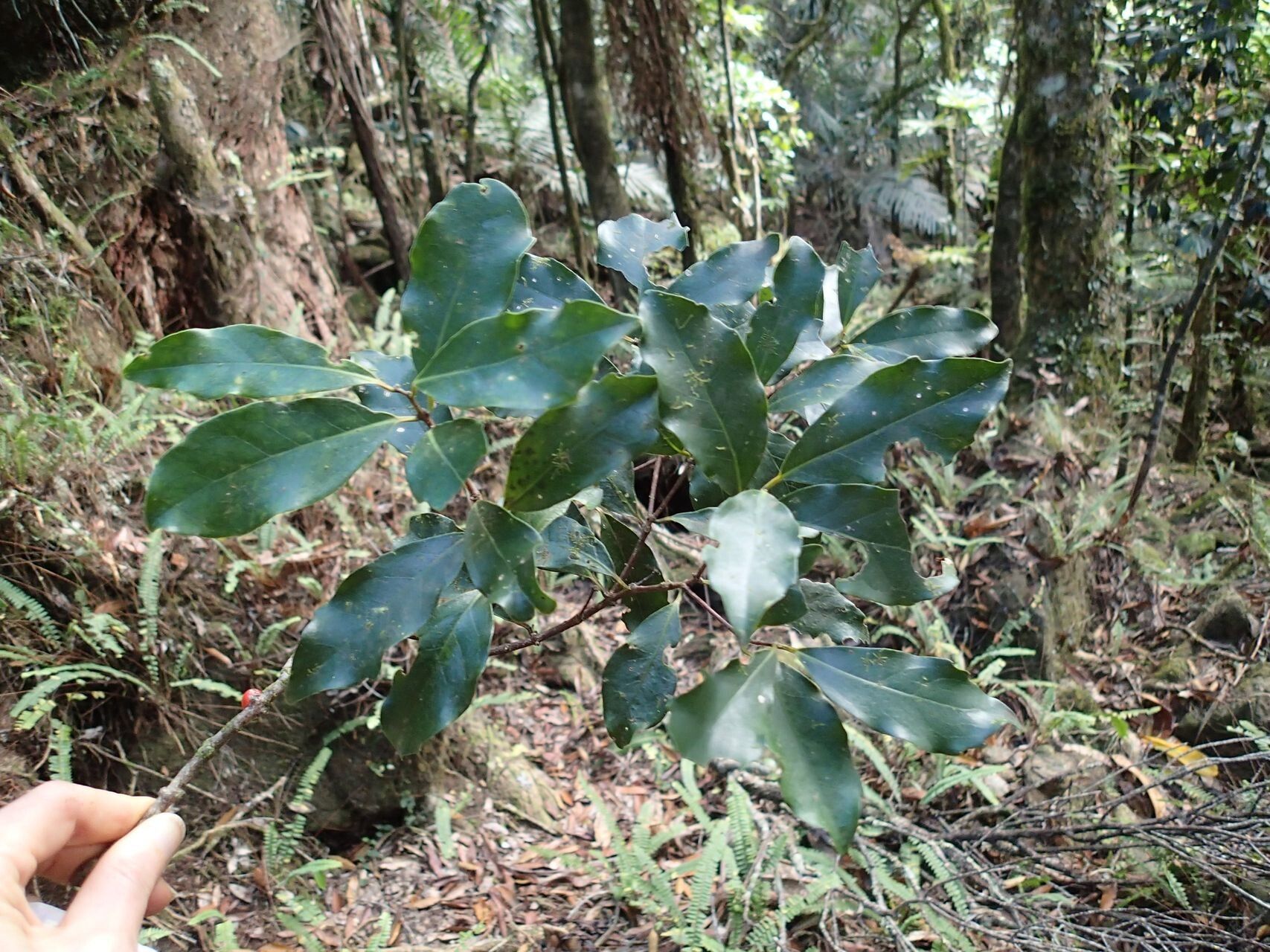 Hedycarya cupulata leaf