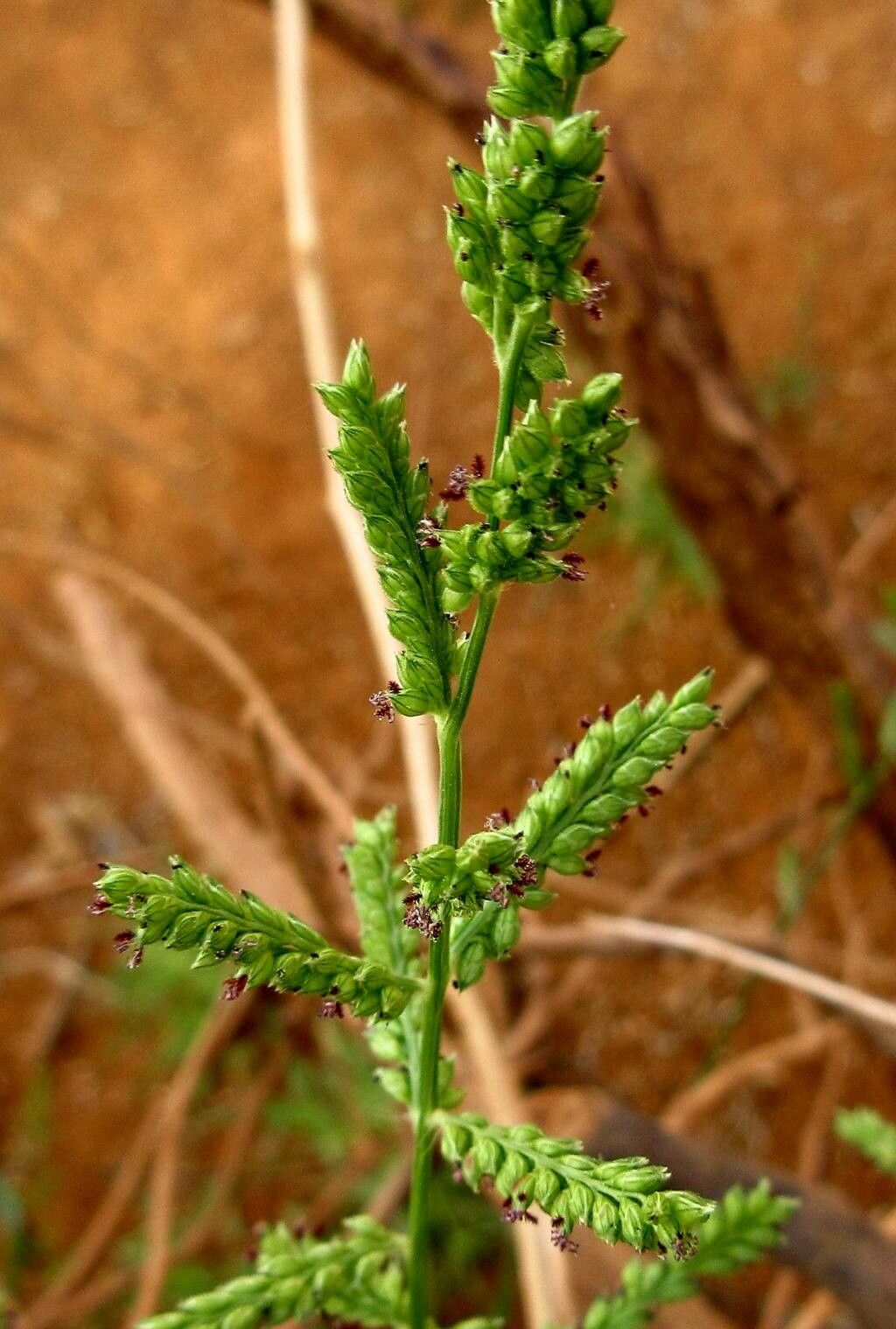 Urochloa lata flower
