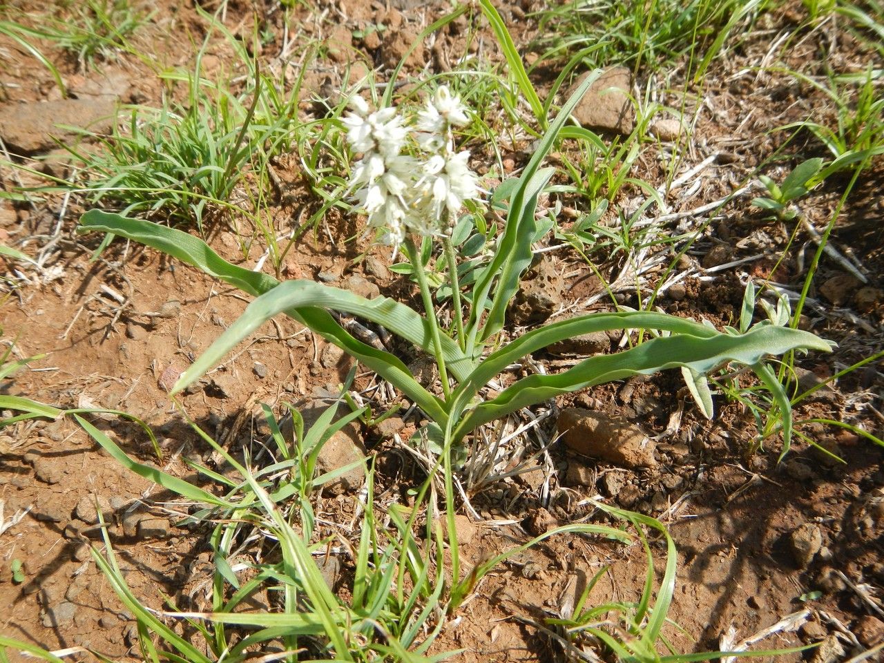 Chlorophytum africanum habit