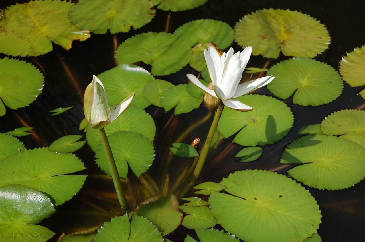 Nymphaea lotus habit
