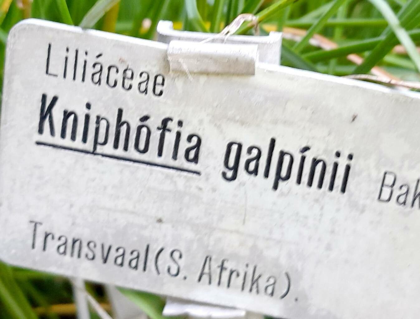 Kniphofia galpinii other