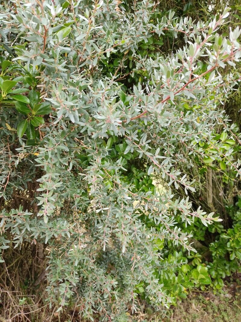 Leptospermum lanigerum leaf