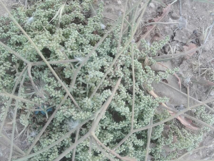 Herniaria mauritanica — houseplant care guide