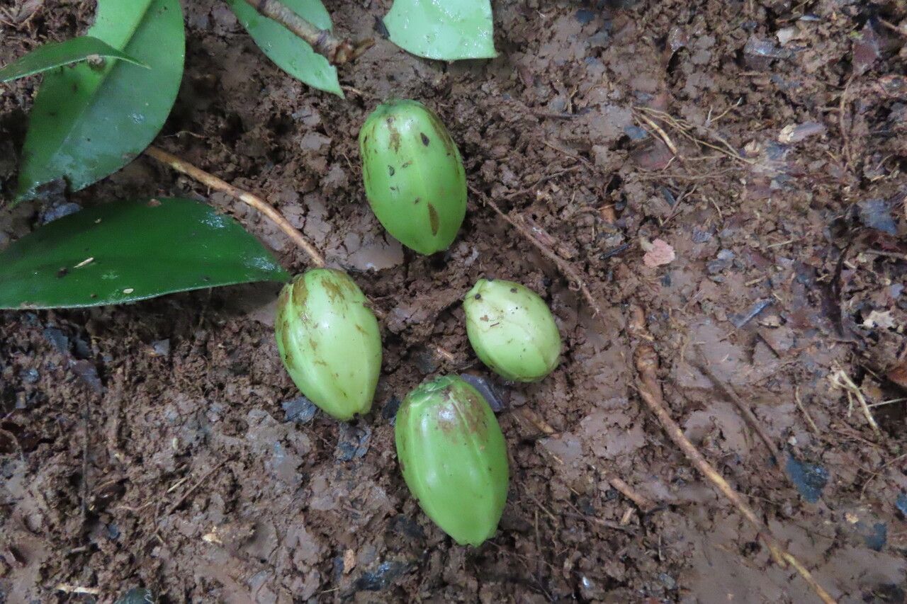 Clusia amazonica fruit