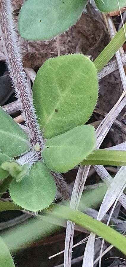 Blepharis maderaspatensis leaf