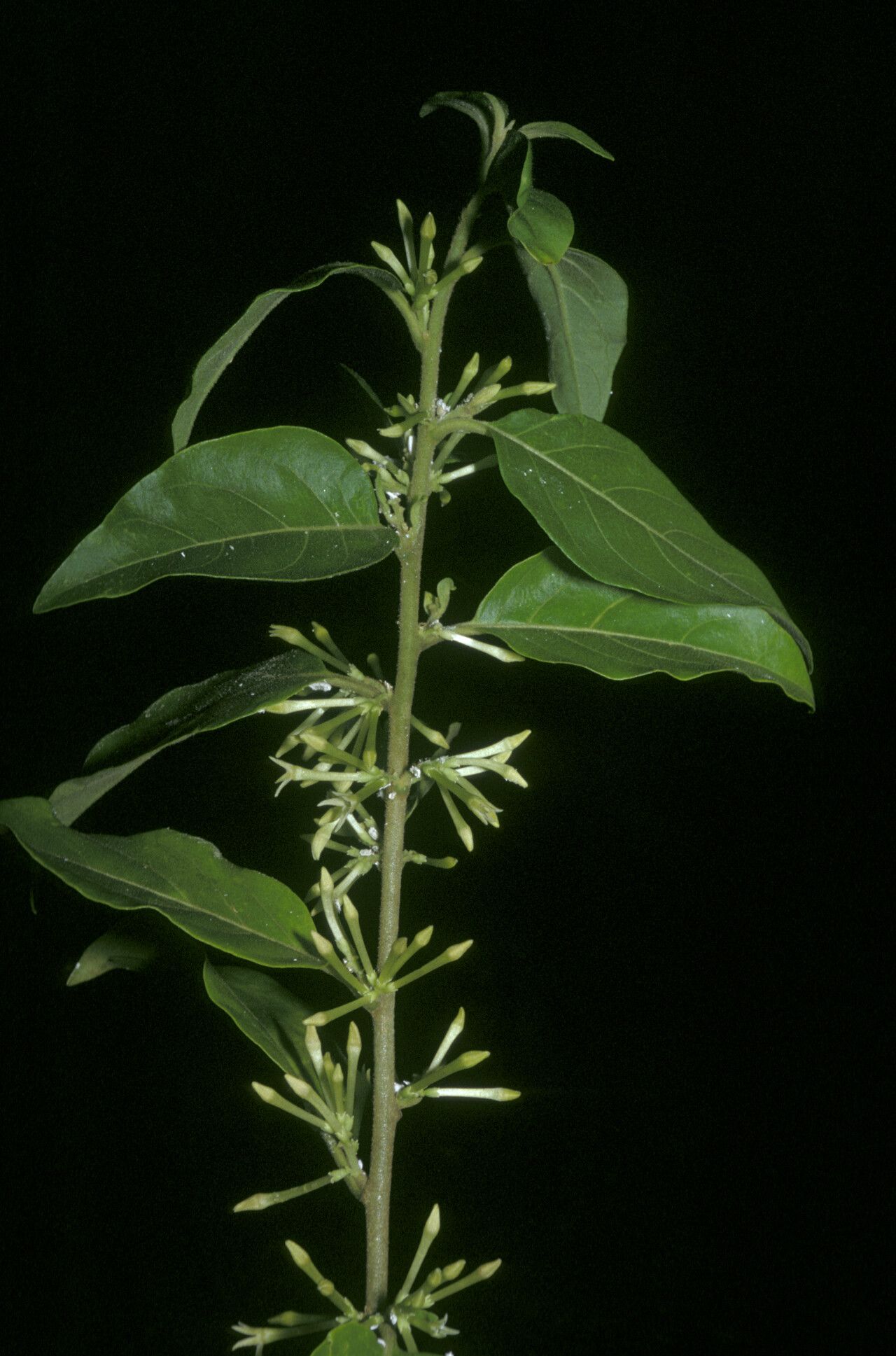 Cestrum latifolium flower