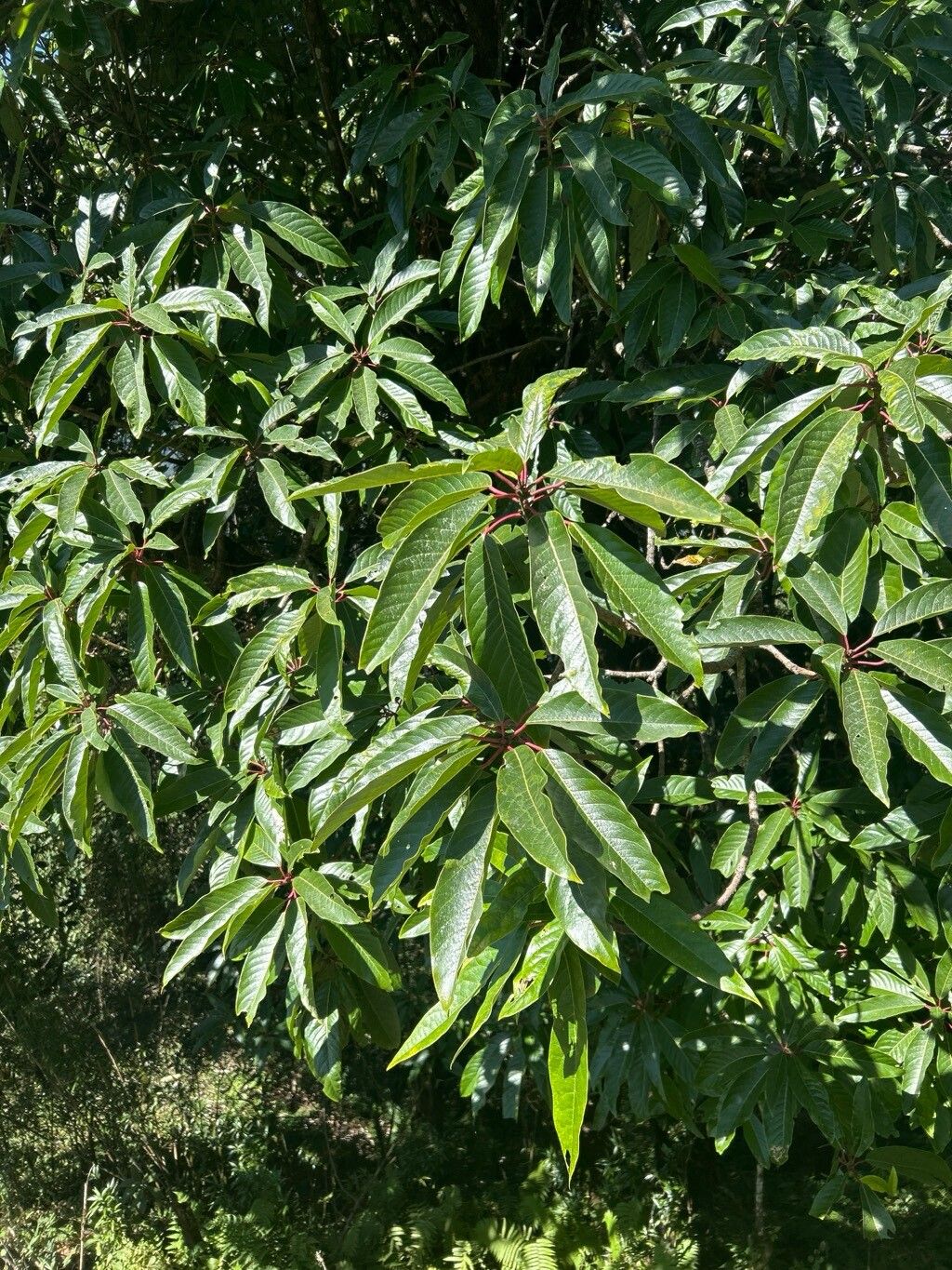 Daphniphyllum chartaceum — related species from the same genus