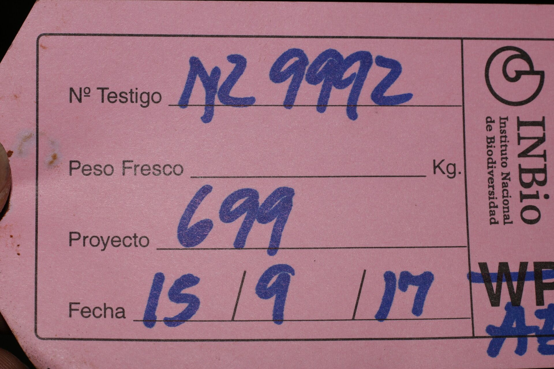 Ficus crassinervia other