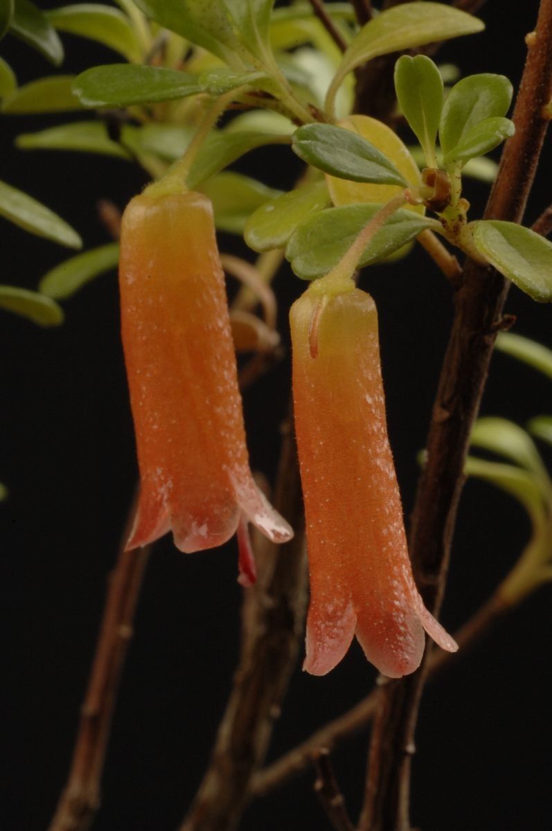 Rhododendron monodii flower