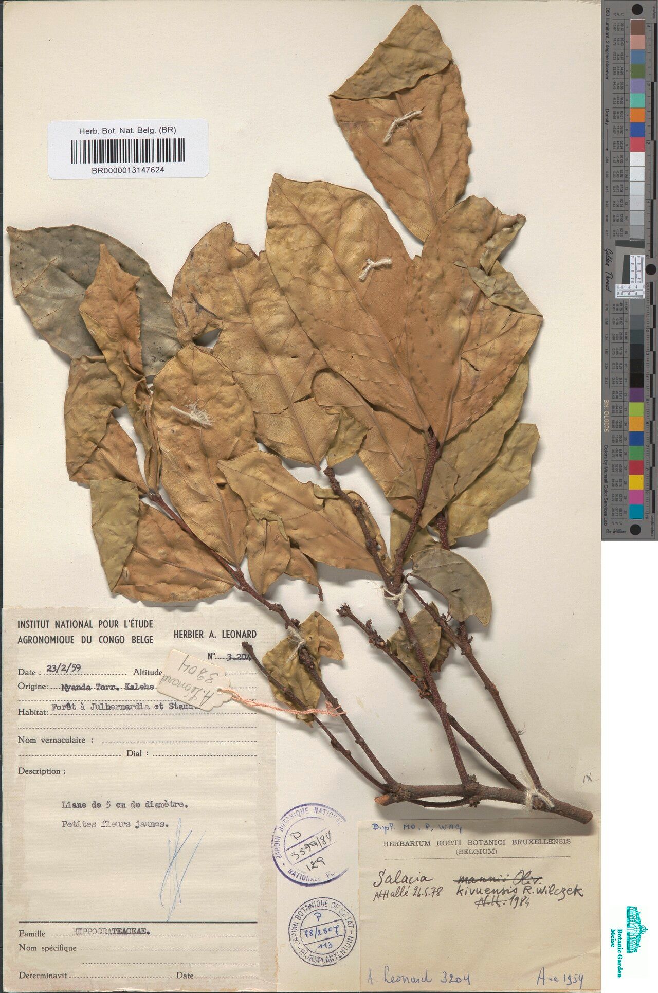 Salacia kivuensis — houseplant care guide