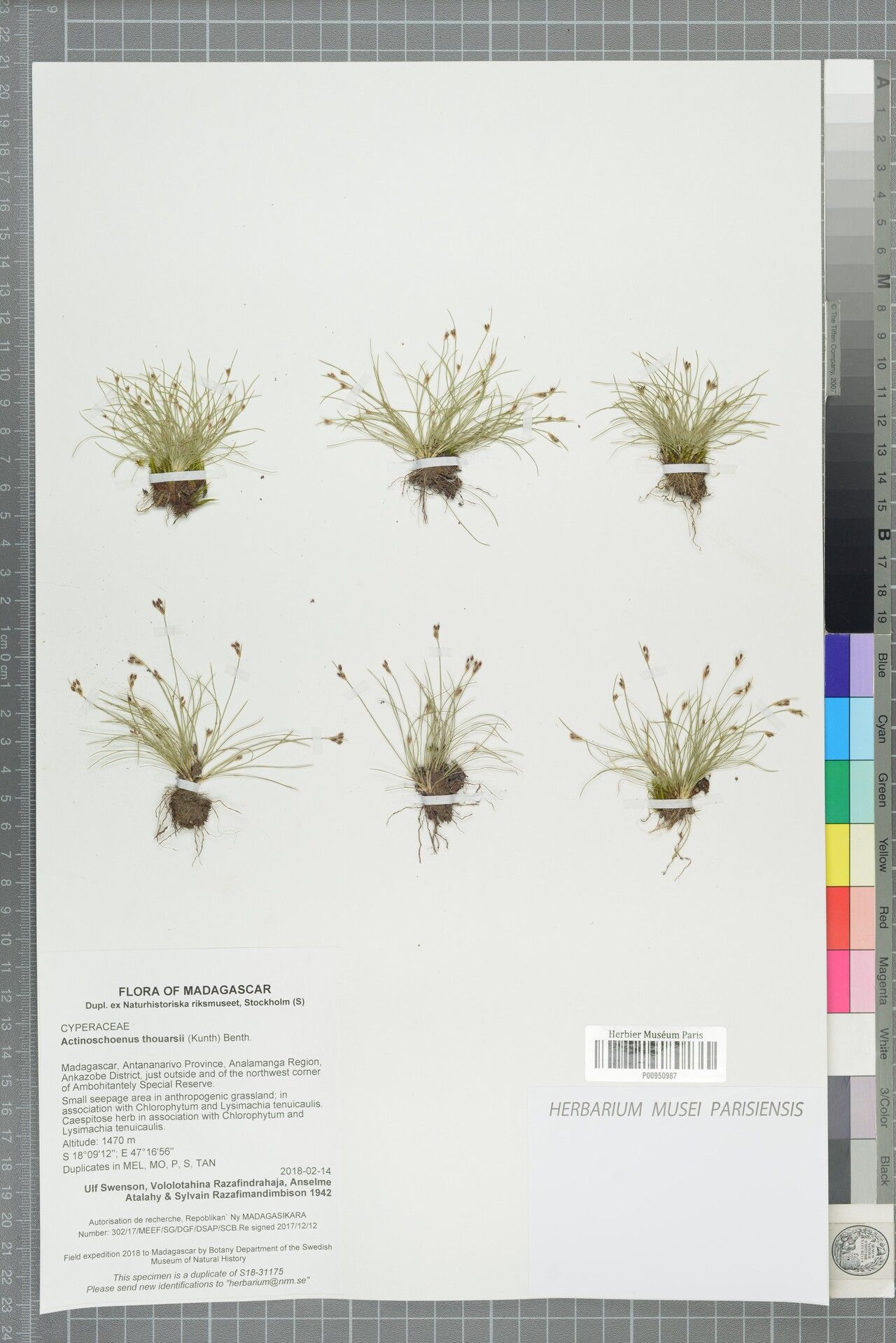 Bulbostylis decaryi — houseplant care guide