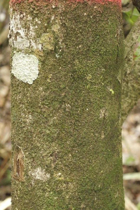 Talisia hexaphylla bark