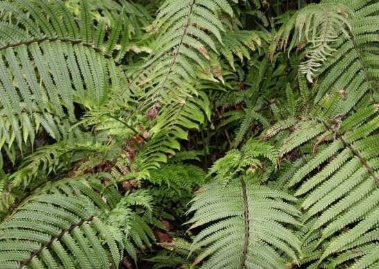 Thelypteris pennigera habit