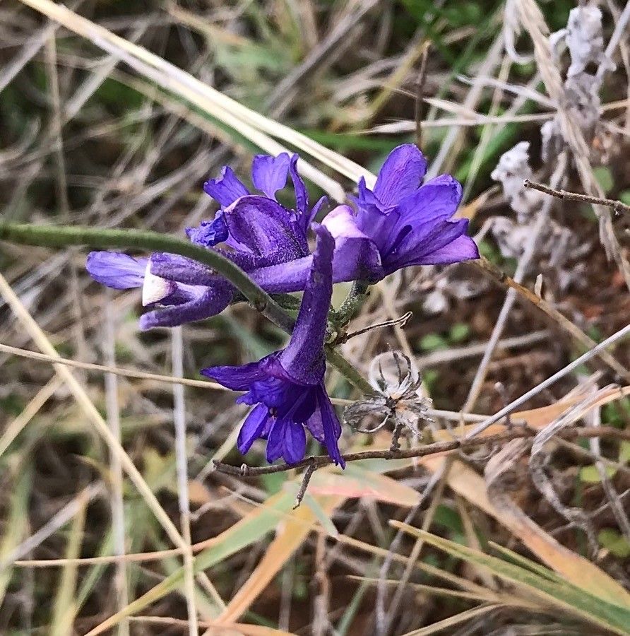 Delphinium fissum flower