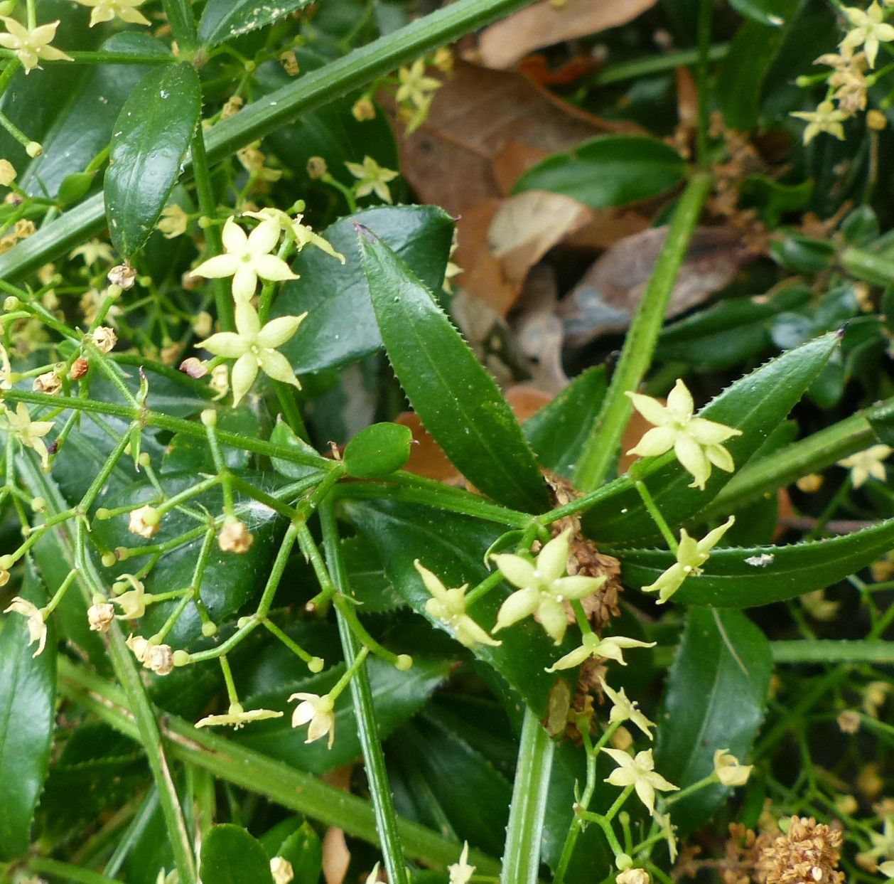 Rubia peregrina flower