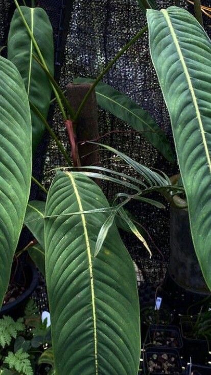 Philodendron heterocraspedon leaf