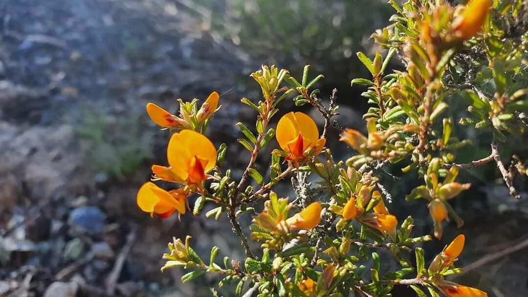 Aotus ericoides flower