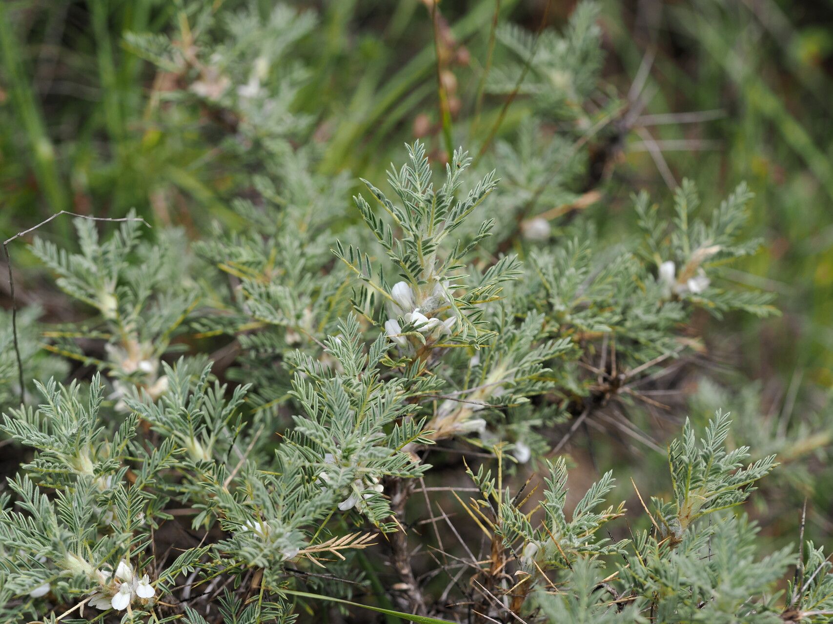 Astragalus denudatus habit