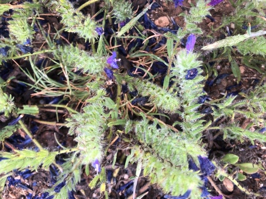 Echium sabulicola leaf