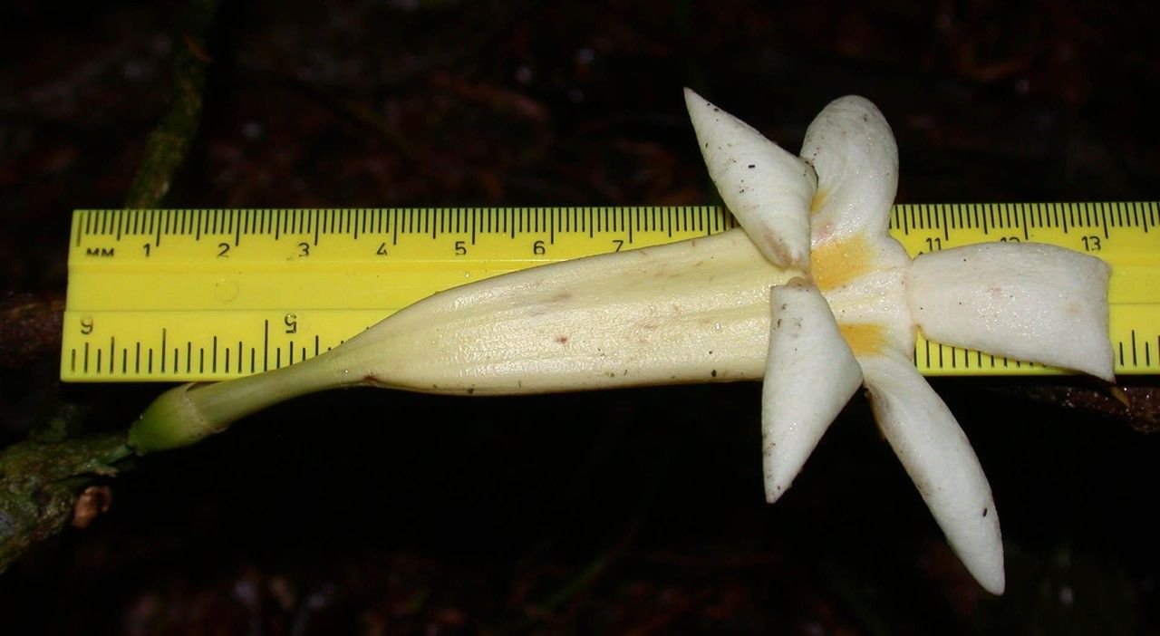 Anemopaegma chrysoleucum flower