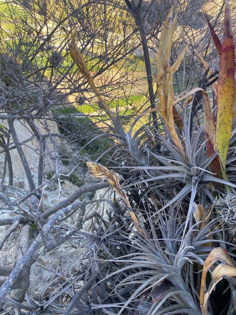 Tillandsia prolata — houseplant care guide