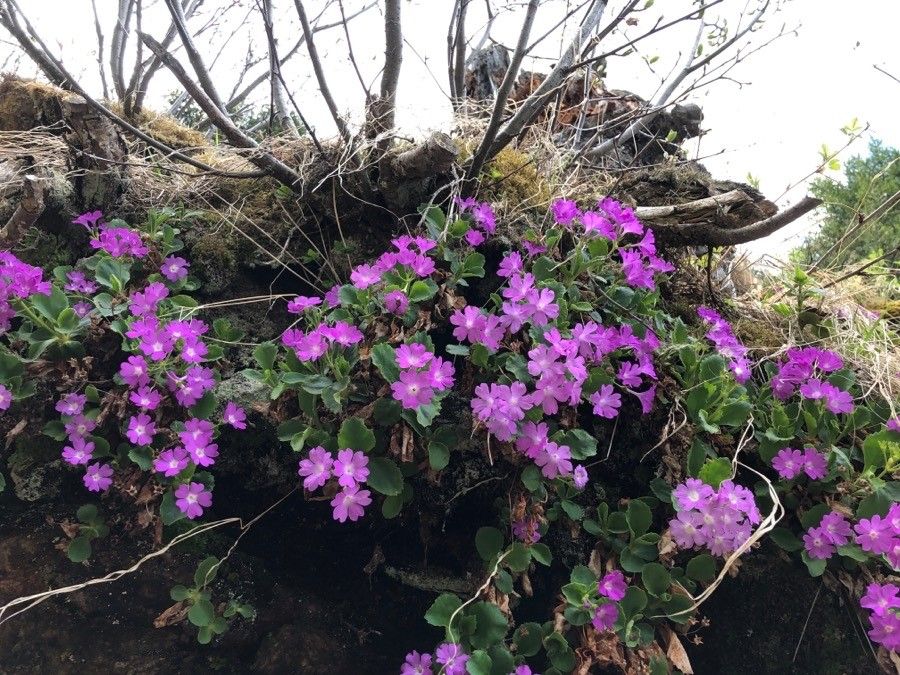 Primula daonensis — houseplant care guide