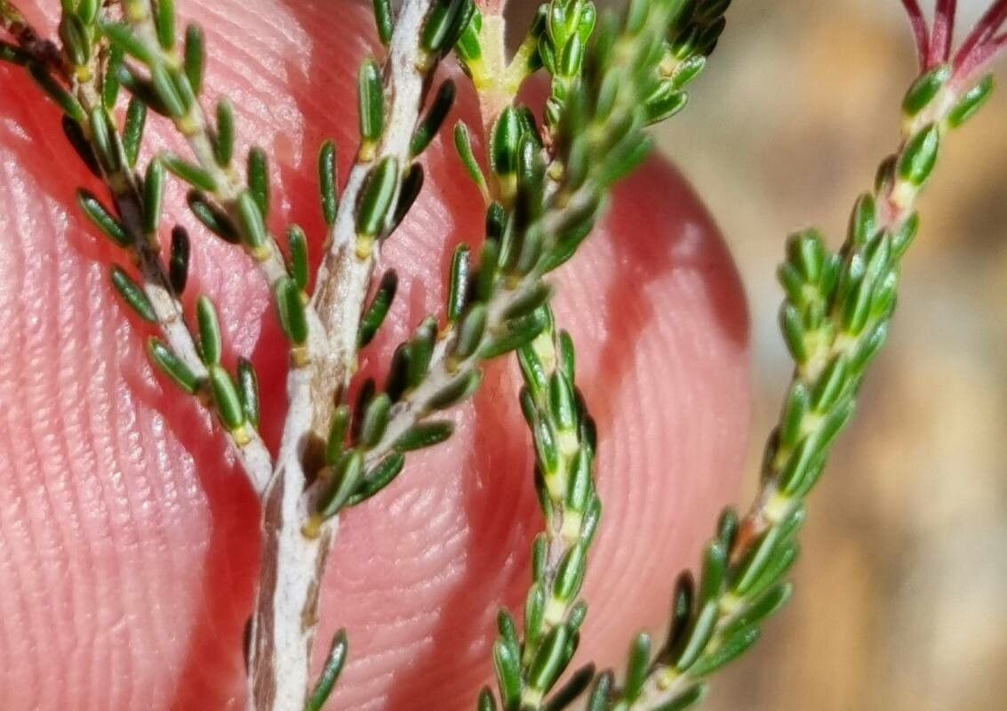 Erica umbellata leaf