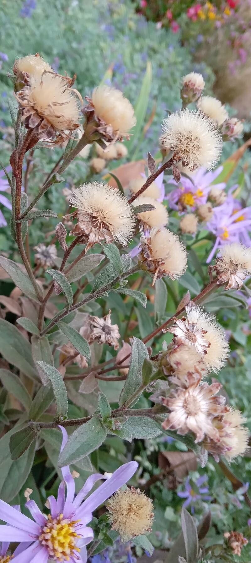 Aster amellus fruit