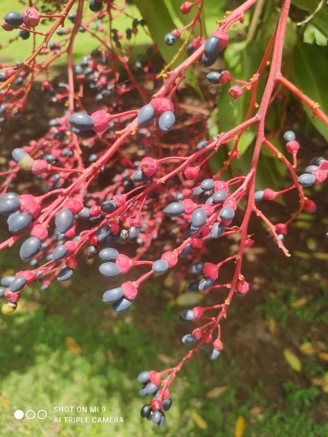Ouratea castaneifolia fruit