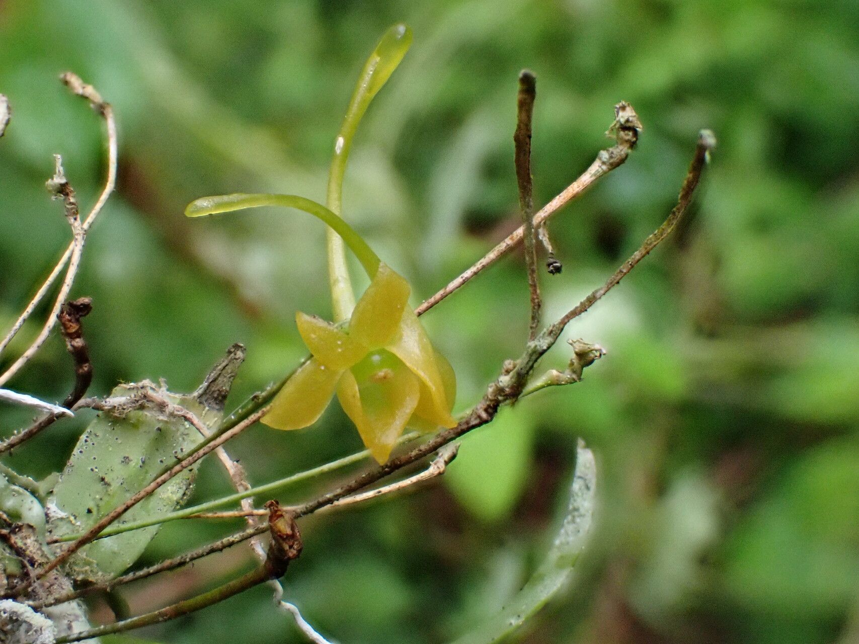 Angraecum ochraceum flower