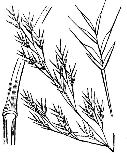 Vulpia geniculata other