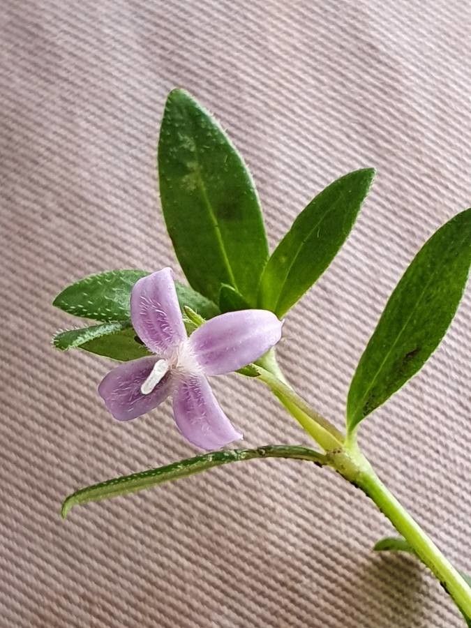 Oldenlandia monanthos leaf