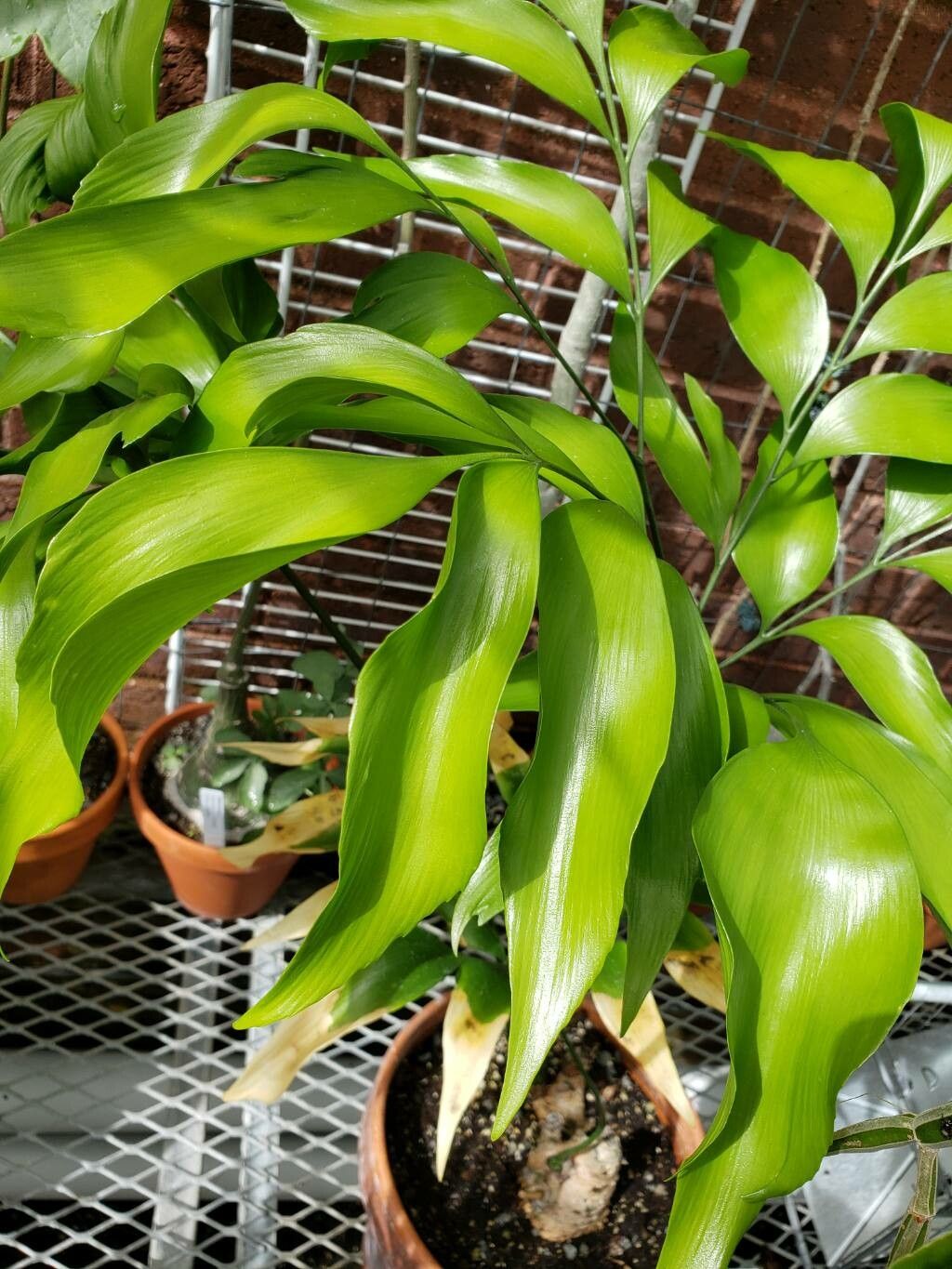 Bowenia spectabilis — houseplant care guide