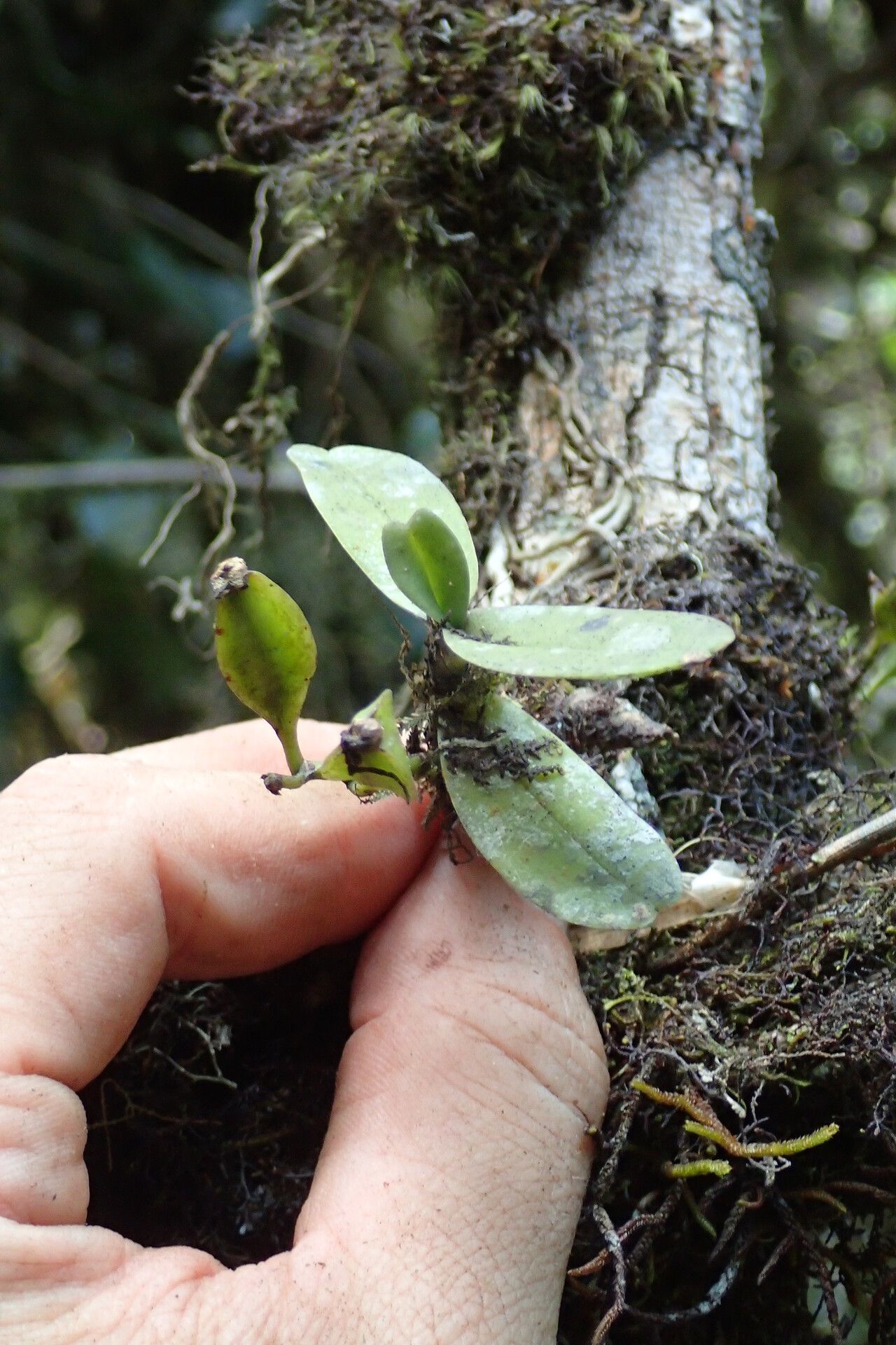 Cyrtorchis submontana habit
