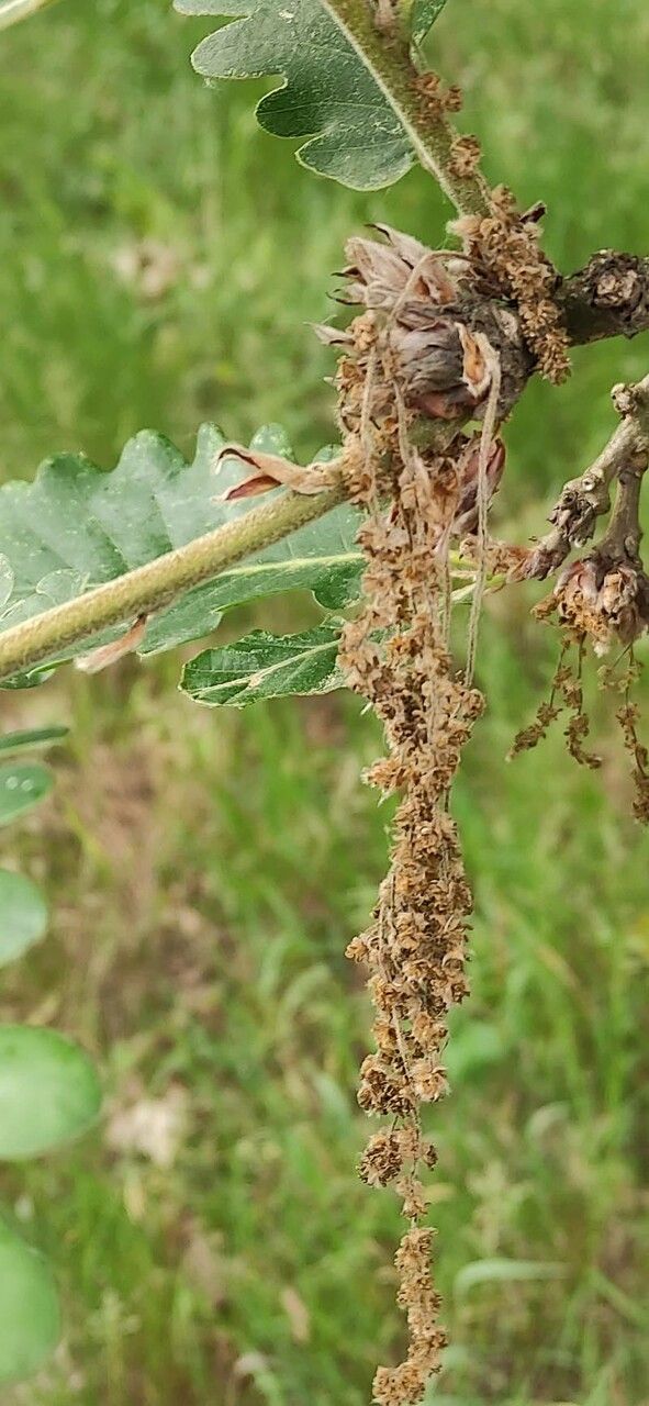 Quercus macranthera flower