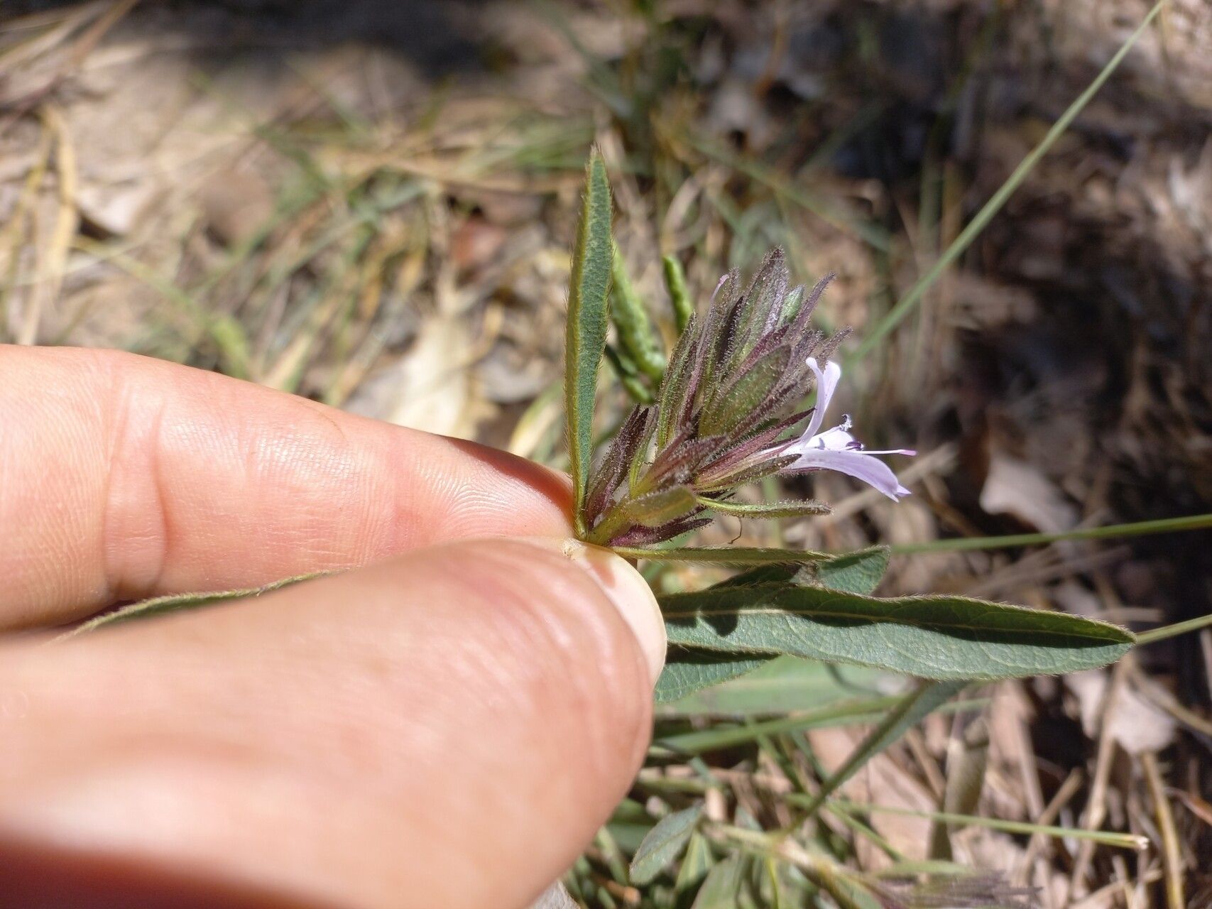 Barleria phaylopsis flower