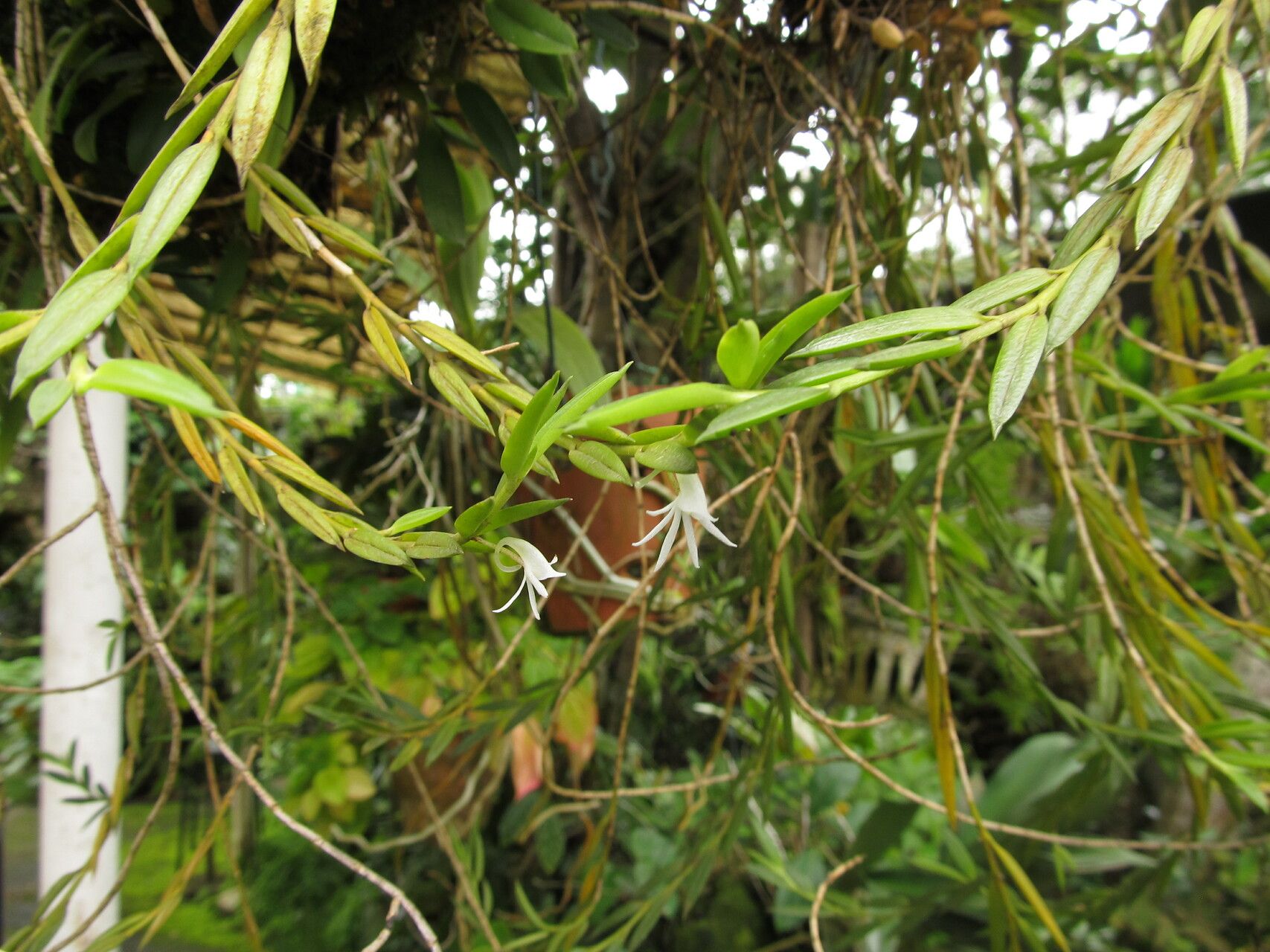 Angraecum doratophyllum habit