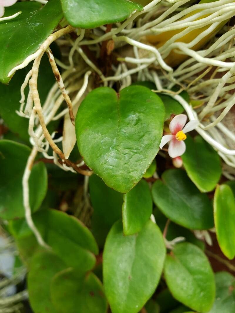 Begonia elaeagnifolia — search result for 'Congo'