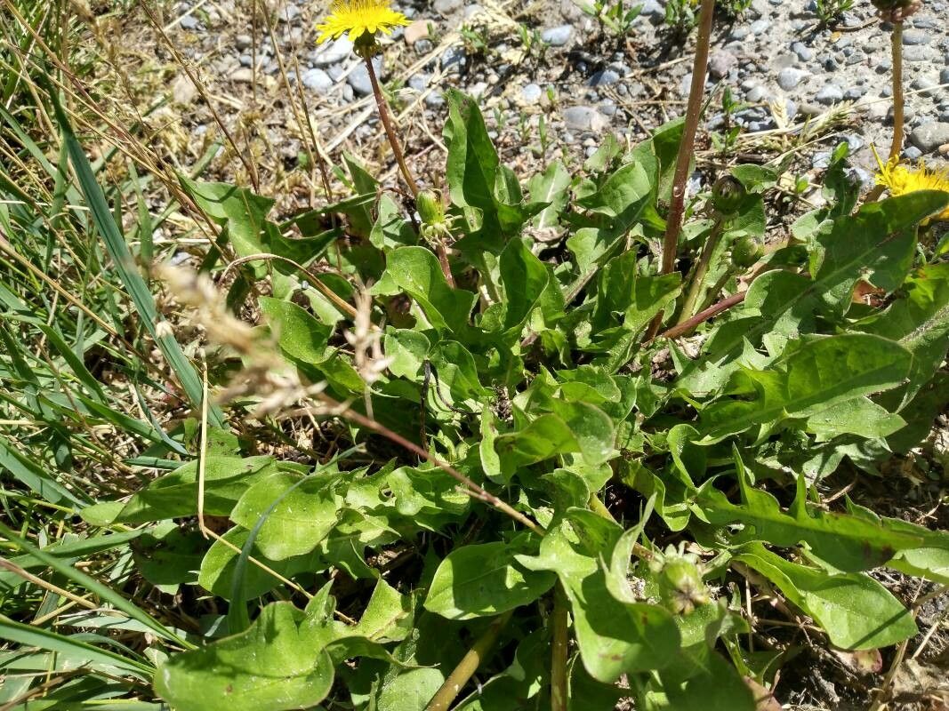 Taraxacum mattmarkense leaf
