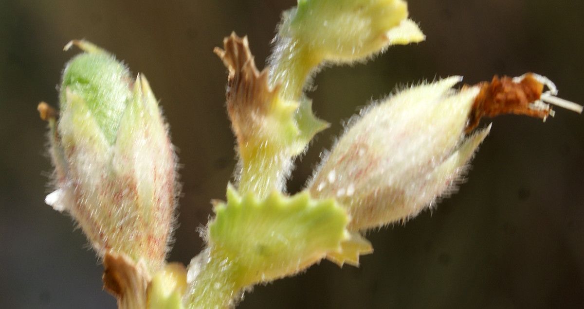 Ononis variegata fruit
