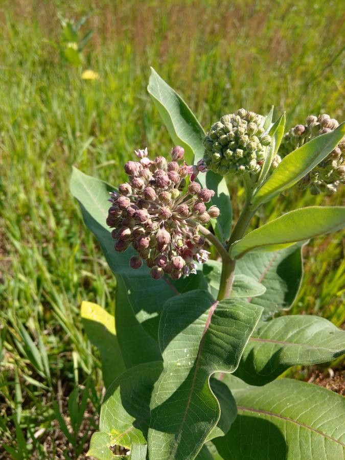 Asclepias latifolia flower